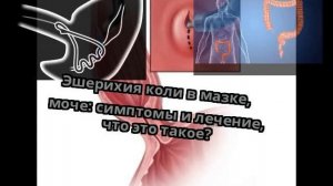 Эшерихия коли в мазке, моче: симптомы и лечение, что это такое?