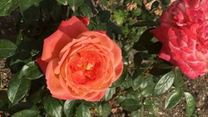 2020 Rose Queen of Hearts - Роза Куин оф хартс