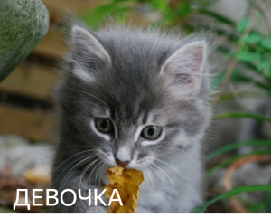 Серые Котята🐈👶 Бесплатно. Валуйки. Звоните 79135258707