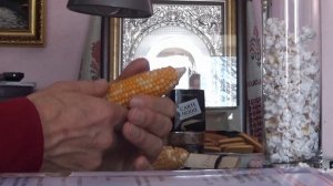 Кукуруза для попкорна кубанской селекции. Особенности выращивания