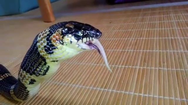 LUNCH アカマタ Dinodon semicarinatum смотреть онлайн