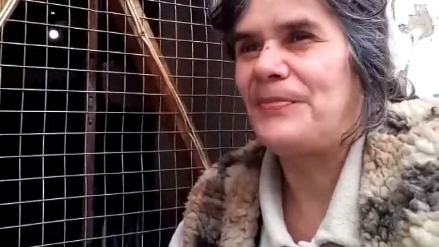 Сколько лет в реальности может нестись курочка, мой опыт. смотреть онлайн