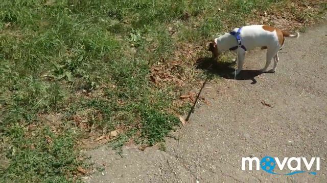 Jack Russell Terrier|Parson Russel Terrier | asmr смотреть онлайн