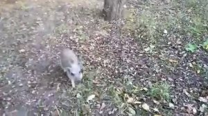 Вот такие у нас прогулки?Минипиги, минипиг, микропиги, микропиг, minipig, micropig, свинки, Рязань