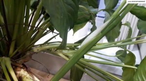 Как омолодить старый СПАТИФИЛЛУМ.