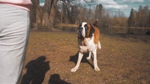 Выдрессированная собака сенбернар Доминик