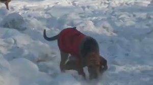 мои бладхаунды/My bloodhounds