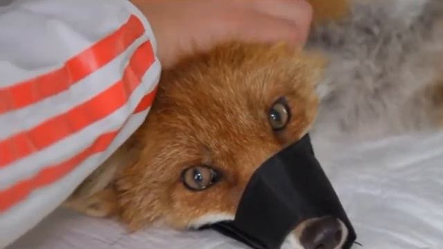 Лечение декоративных и диких животных смотреть онлайн