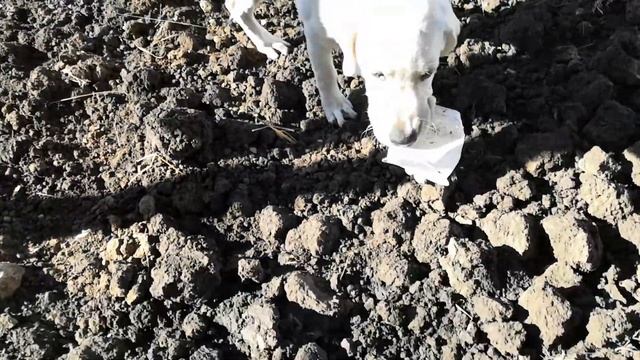 ПОДУМАЙТЕ Минусы Содержания Собаки в частном доме - БУДЬТЕ ГОТОВЫ К ЭТОМУ смотреть онлайн