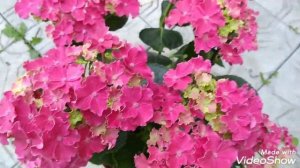 Крупнолистная Гортензия Curly Sparkle???