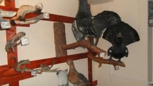 Медведь Томск