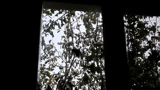 Синица стучит в окно смотреть онлайн