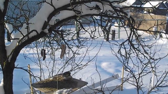 Кормушка для синичек смотреть онлайн