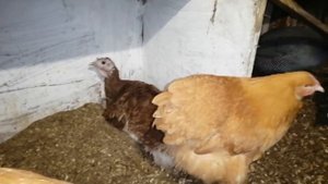 Как снять индюшку с гнезда??? Да никак!