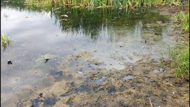 Ловля Крупного Окуня на Спиннинг смотреть онлайн