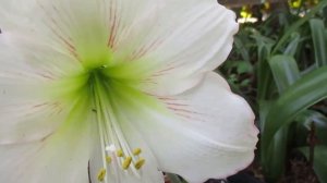 Unidentified amaryllis