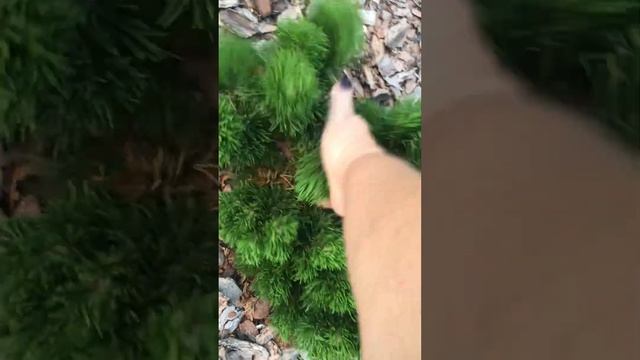 Для чего нужно чистить крону хвойных растений от хвоепада. Сосна горная Якобсен/ Pinus mugo Jacobse