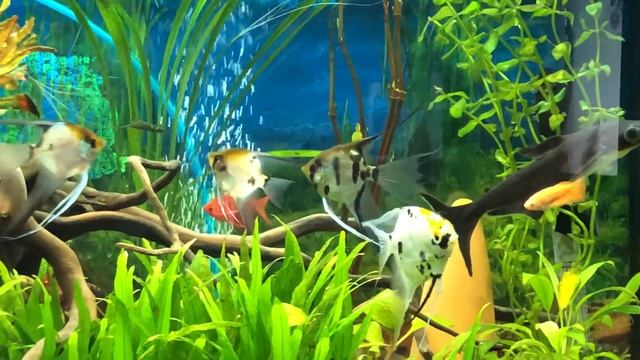 Метисы скалярий. Об окрасах. смотреть онлайн