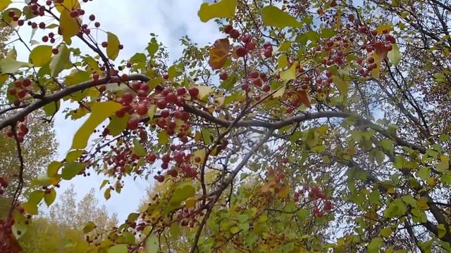 Золотая осень в Сибири_Golden Autumn in Siberia