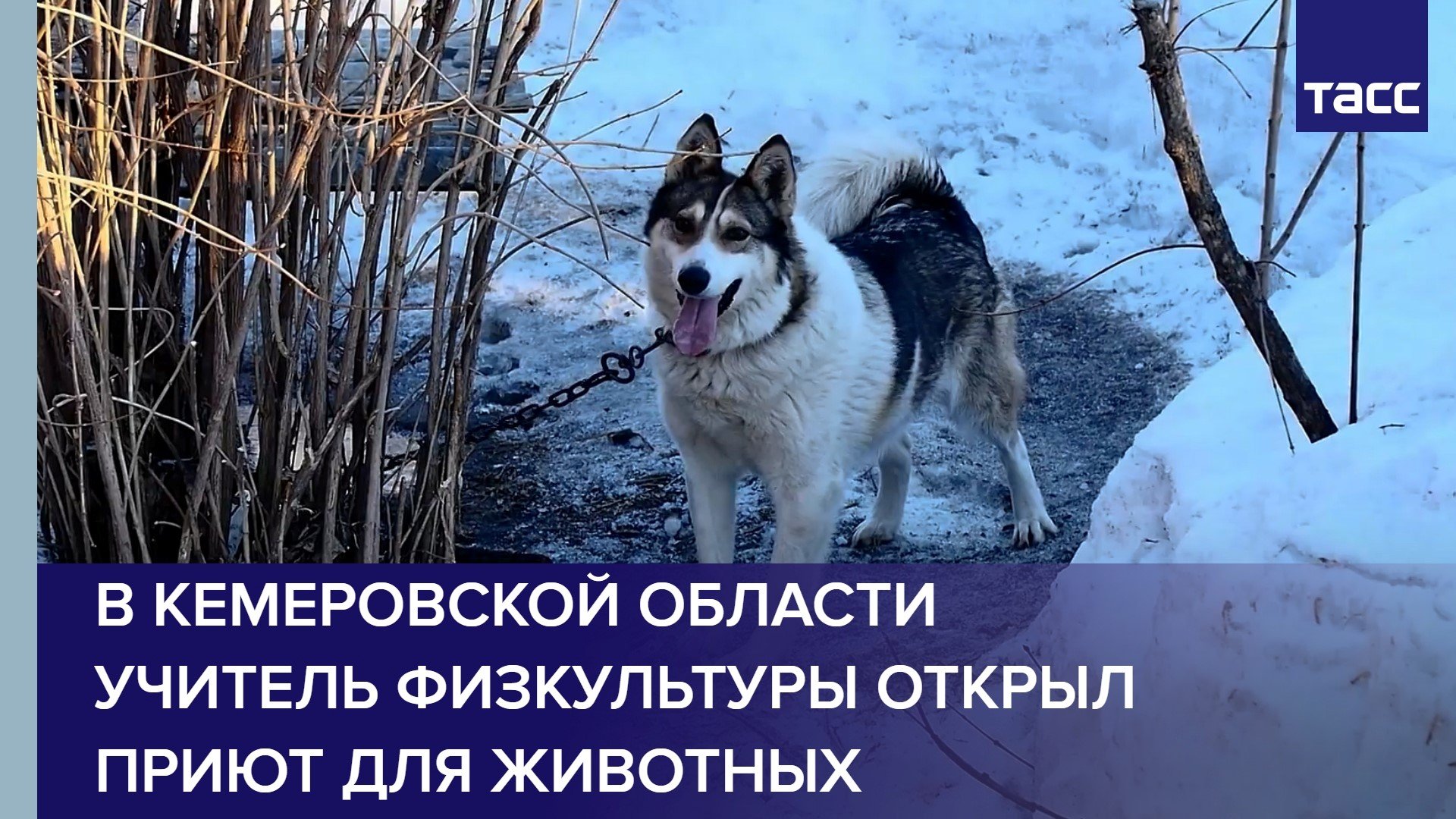 В Кемеровской области учитель физкультуры открыл приют для животных
