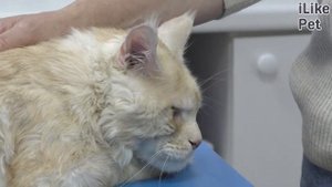 7 распространенных причин рвоты у кошек