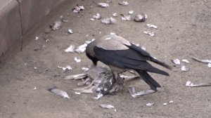 Ворона ест голубя