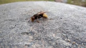 Оса в октябре.mp4