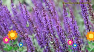 Шалфей дубравный. Краткий обзор: Шалфей дубравный описание характеристик, где купить salvia nemoros