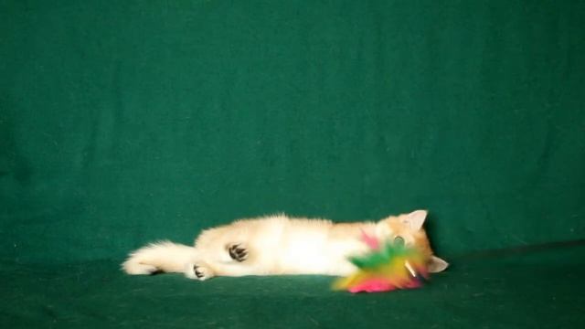 Кошка Xandra Sharm SunRay Часть 2 Британский котенок черного золотого затушеванного окраса BRI ny 1 смотреть онлайн