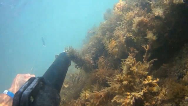 Подводная охота в черном море. Геленджик. Охота на кефаль. смотреть онлайн