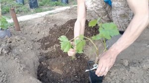 Посадка винограда