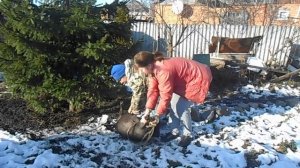 убой вьетнамского поросенка лицам до 18 лет смотреть не рекомендуеться