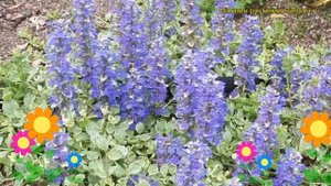 Живучка ползучая Вариегата. Краткий обзор, описание характеристик ajuga reptans Variegata