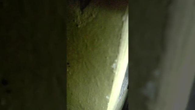 Как приручить шиншиллу!Быстро и эфективно!)