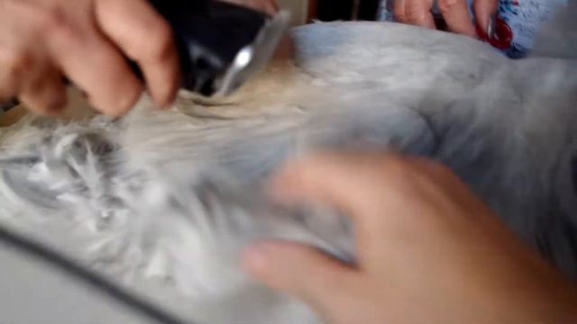 стрижка персидского кота смотреть онлайн