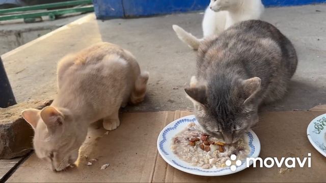 Кормление бездомных кошек # 8