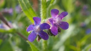 Buglosse d'Italie (Anchusa italica) ou Buglosse azurée (Anchusa azurea).