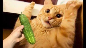Почему коты боятся огурцов?