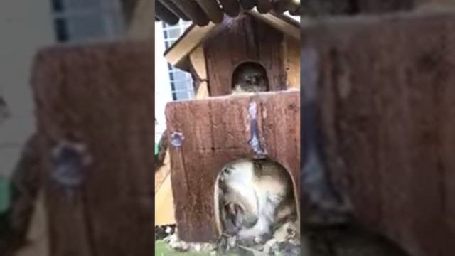 Хомячки вышли из оцепенения 😅