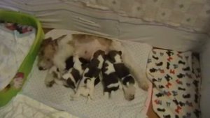 Щенки фокстерьера  жесткошерстного.mp4