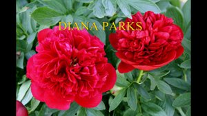 Пионы 2020 Часть 1