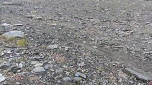 ОХОТА НА ТУРА В ДАГЕСТАНЕ