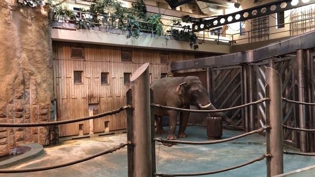 Идем в Московский Зоопарк смотреть на большого слона, медведей и других животных. смотреть онлайн