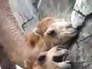 Восточная любовь