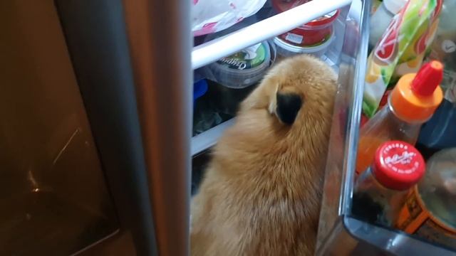 Алиса - лиса. Коротко о предпочтениях смотреть онлайн