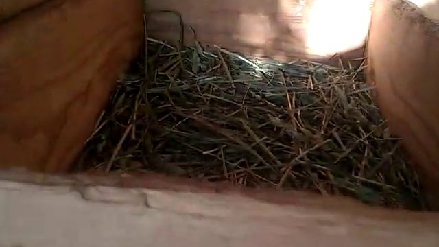 Белый Паннон - майский окрол 2018 смотреть онлайн