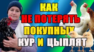 Как НЕ ПОТЕРЯТЬ покупных кур. Как НЕ ПОТЕРЯТЬ инкубированных цыплят на 1-3 сутки.