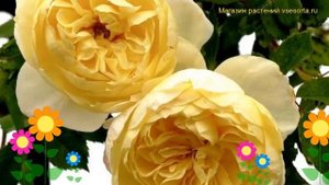 Роза плетистая Лунар Мист. Краткий обзор, описание характеристик, где купить саженцы Lunar Mist