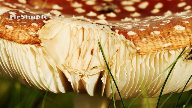 Продукты, содержащие большое количество витамина В5 b5 смотреть онлайн