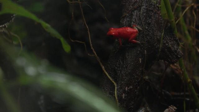 Oophaga Pumilio 'Salt Creek' Feeding смотреть онлайн